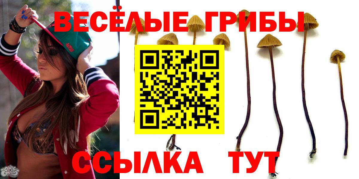 Псилоцибиновые грибы прущие грибы Дербент